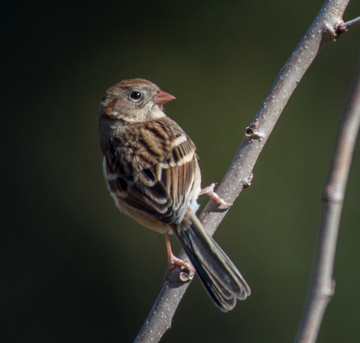 Field Sparrow - ML503321141