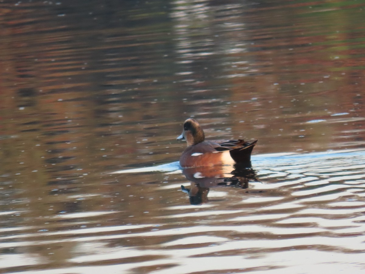 American Wigeon - ML503321151