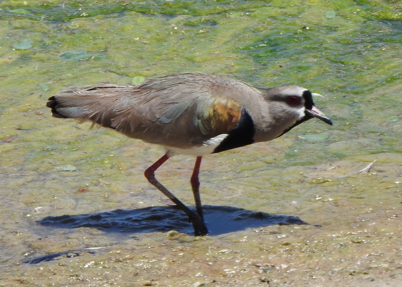 Southern Lapwing - ML503322011