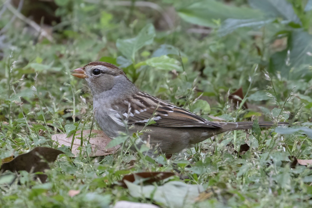 White-crowned Sparrow (Gambel's) - barbara taylor