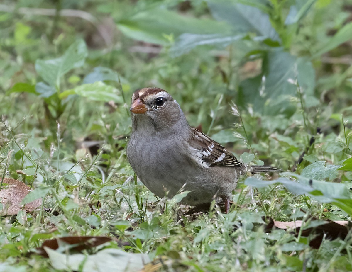 Bruant à couronne blanche (gambelii) - ML503322281