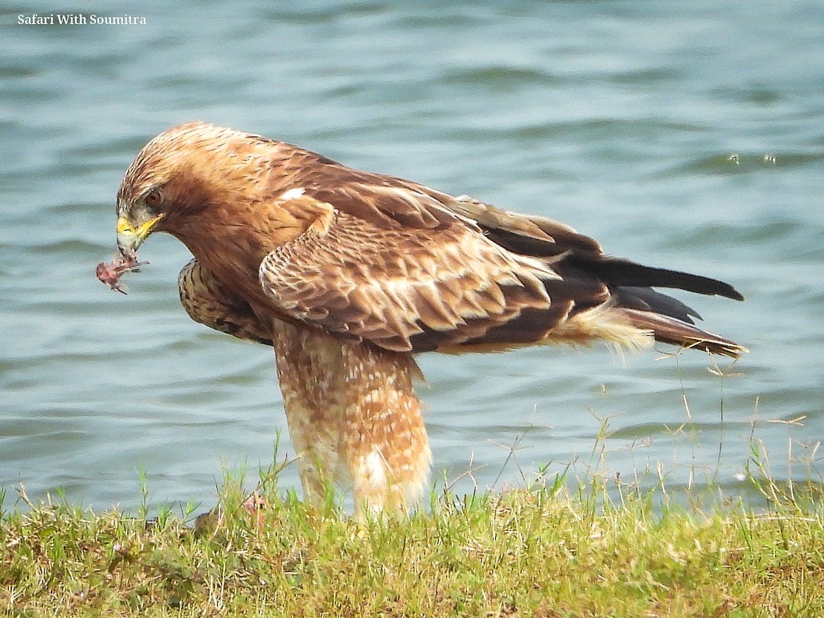 Aquila minore - ML503322971