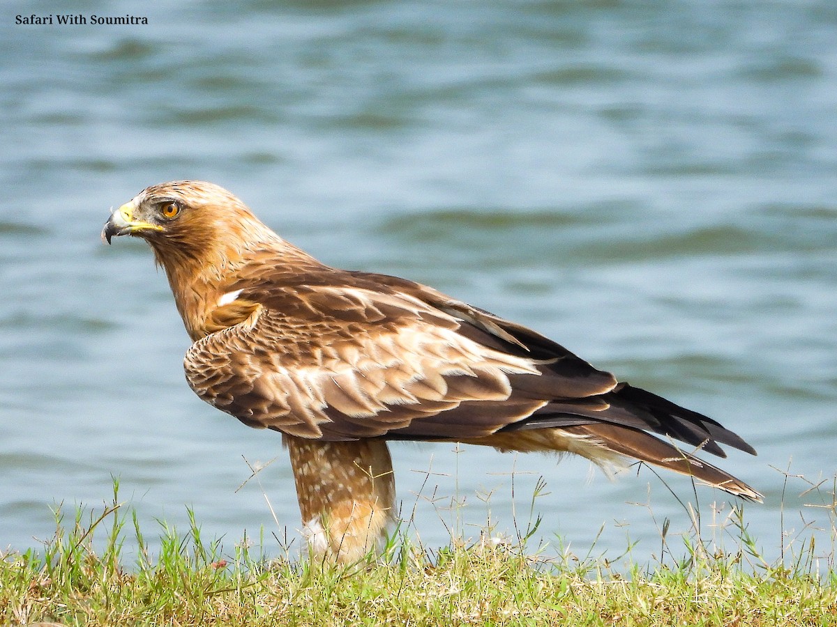 Aquila minore - ML503322981