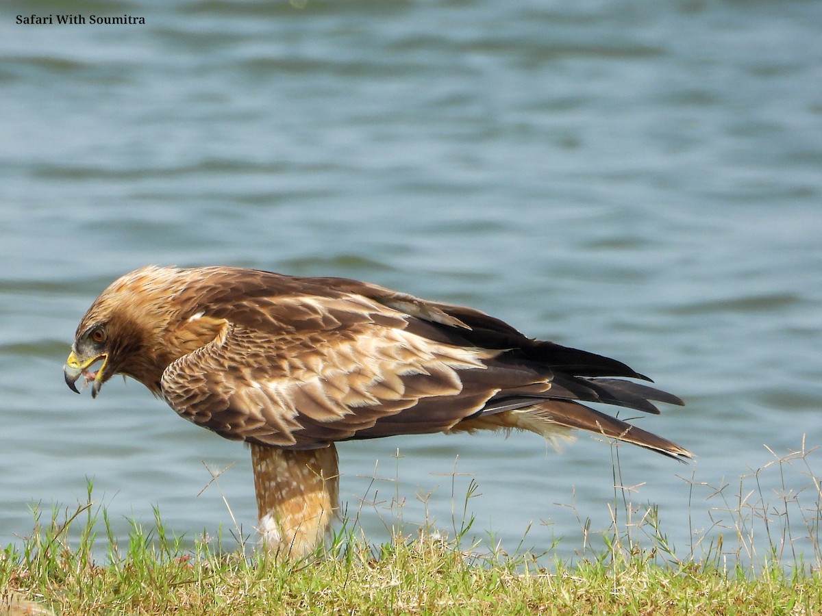 Aquila minore - ML503323011