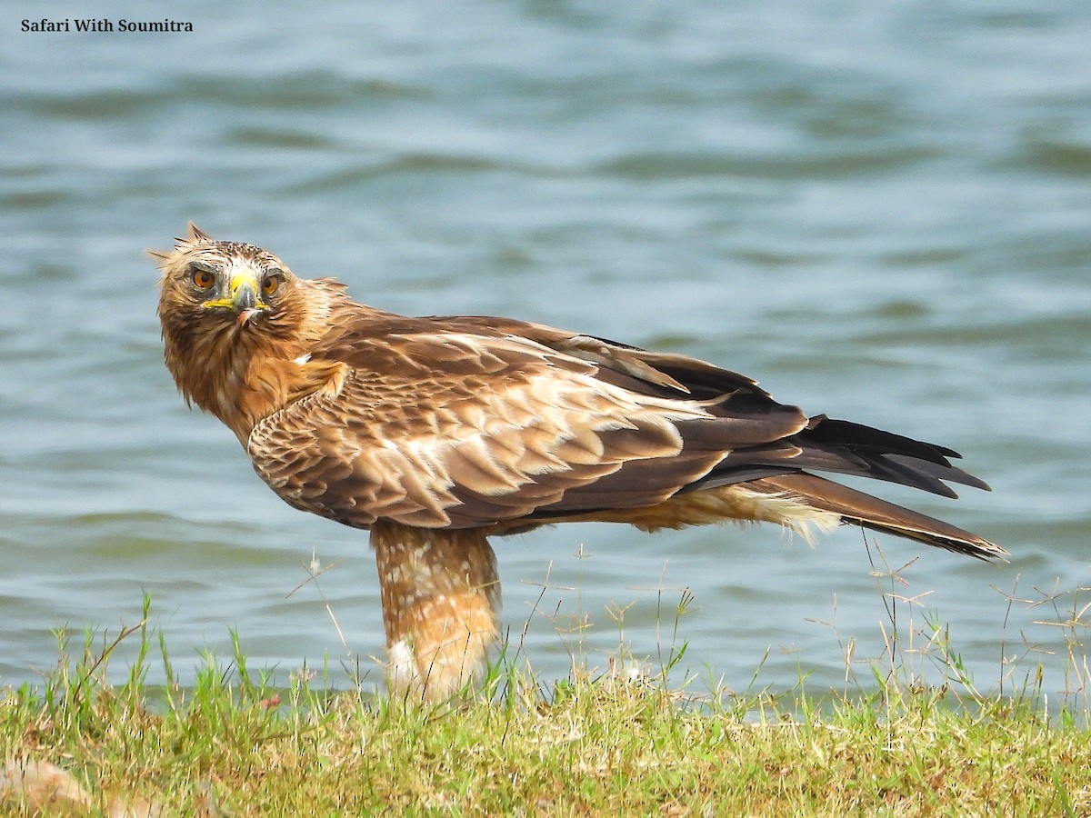 Aquila minore - ML503323021
