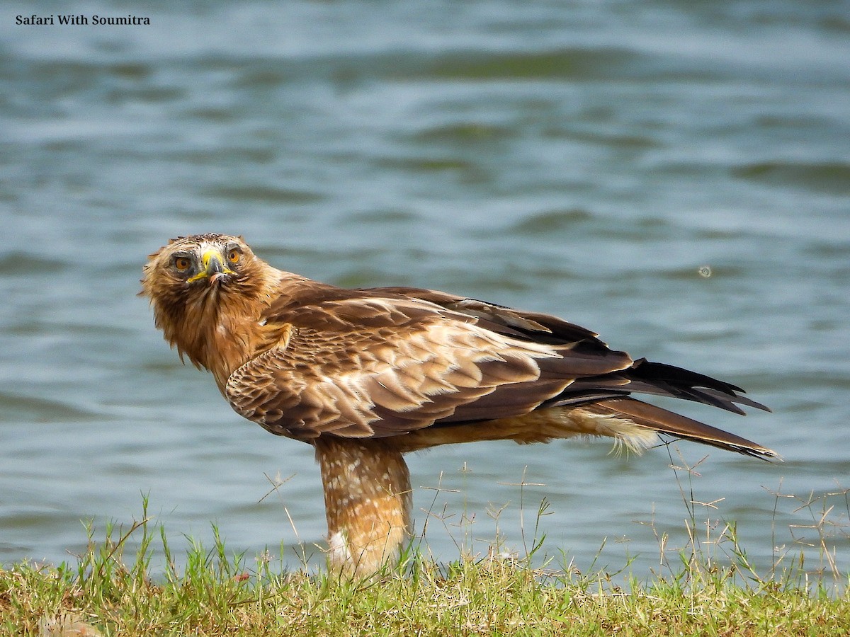Aquila minore - ML503323031