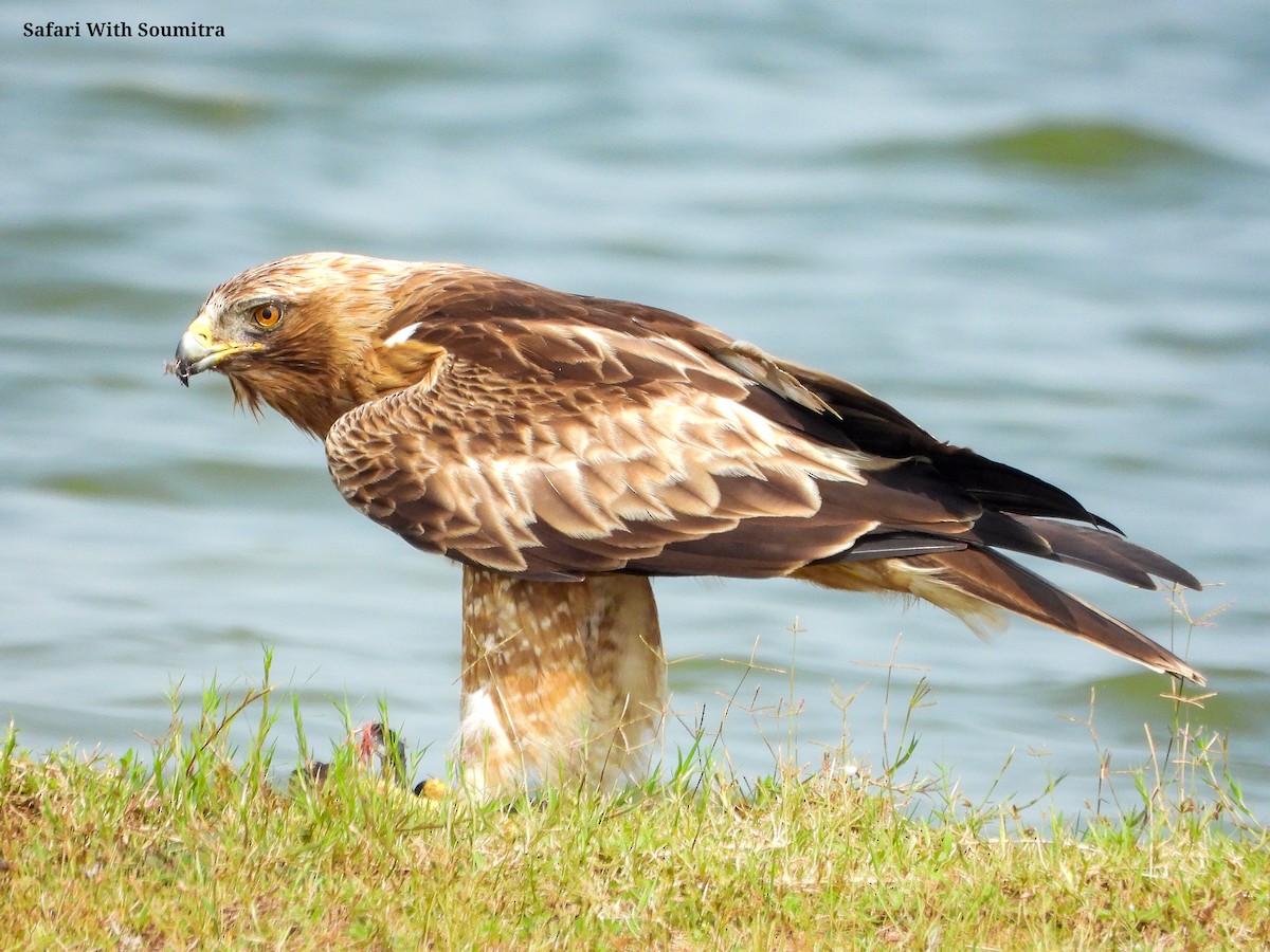 Aquila minore - ML503323051