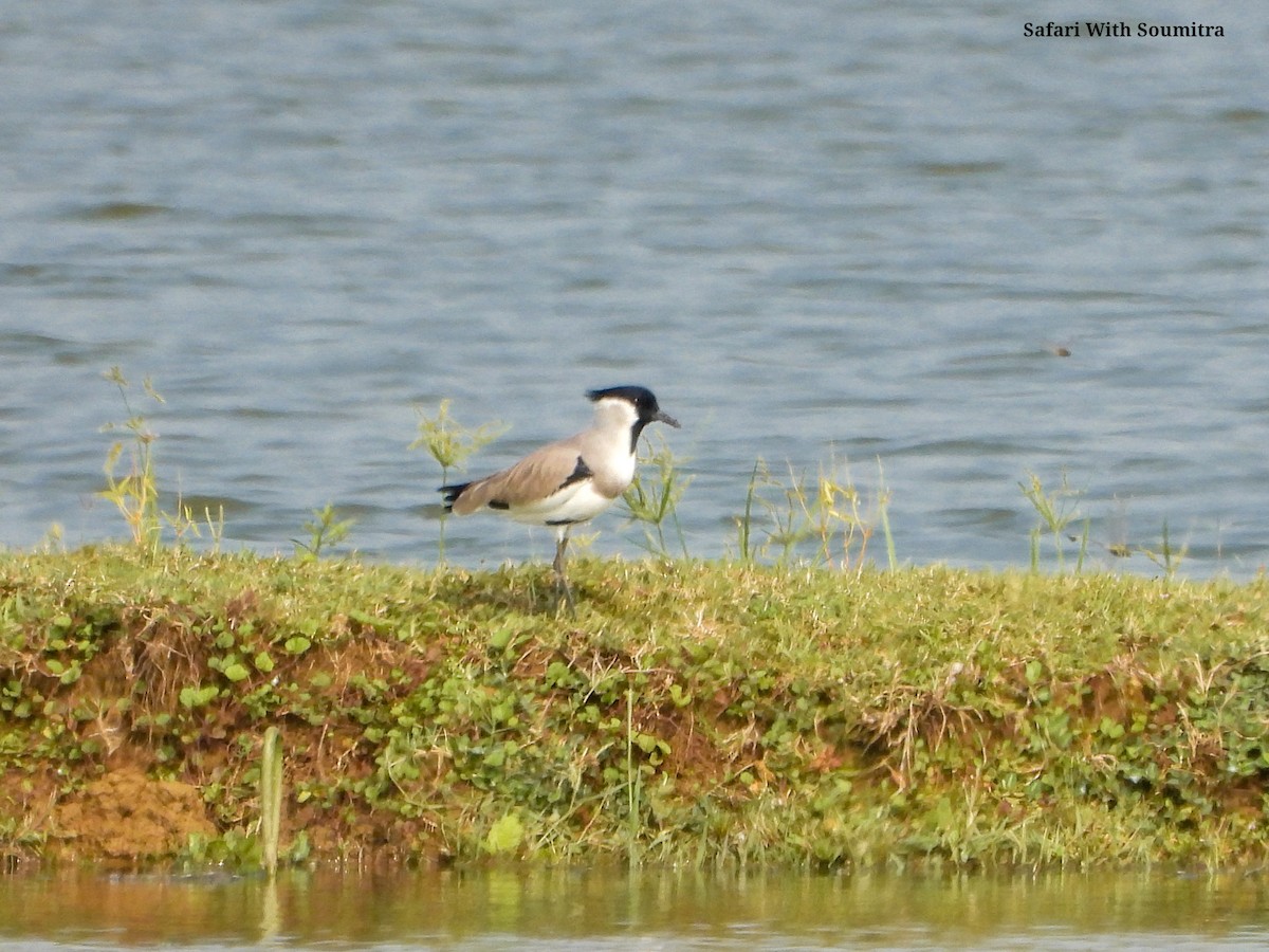 River Lapwing - ML503323631