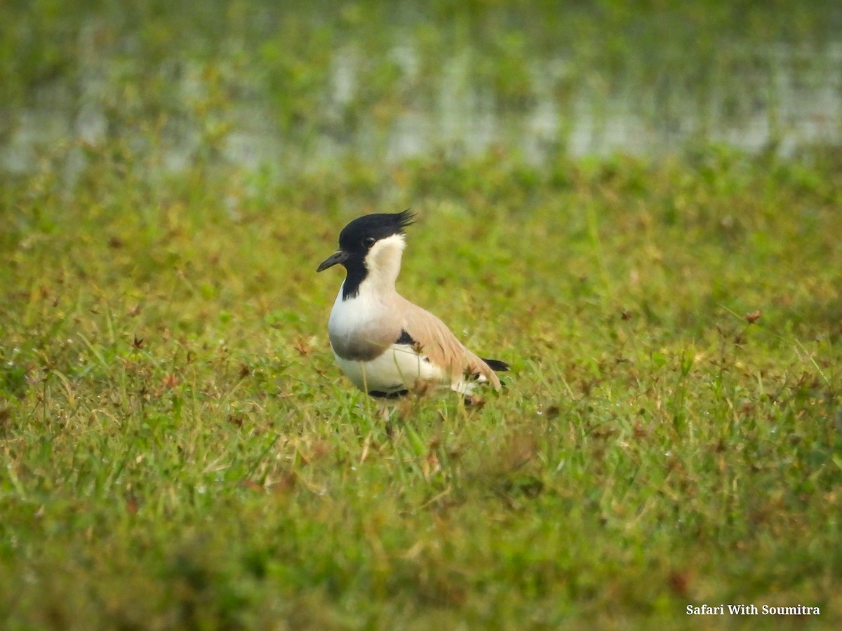 River Lapwing - ML503323641