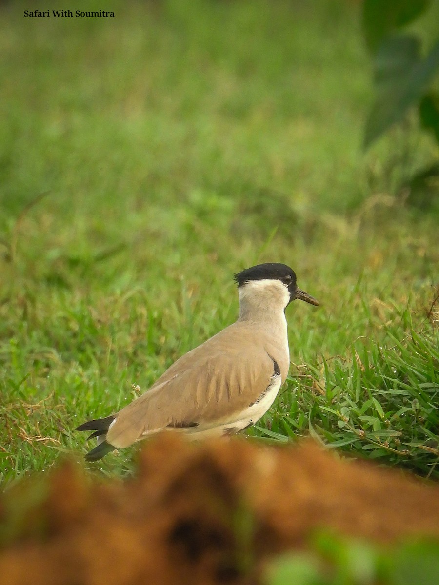 River Lapwing - ML503323661