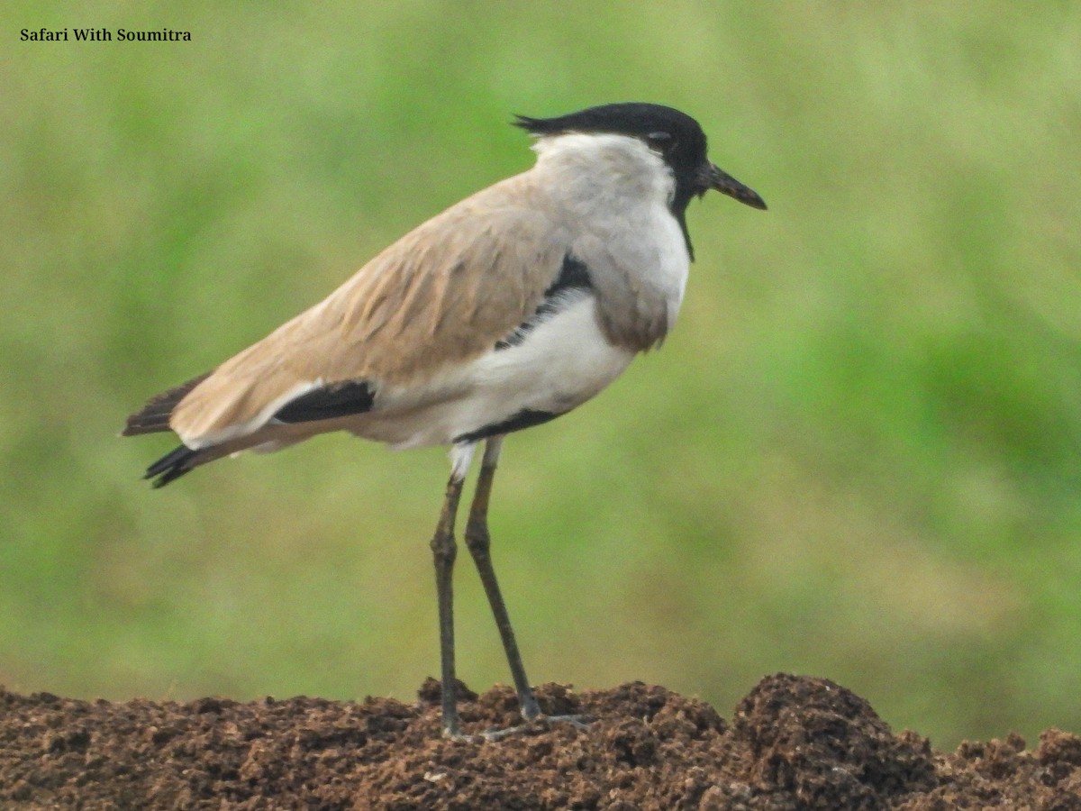 River Lapwing - ML503323671