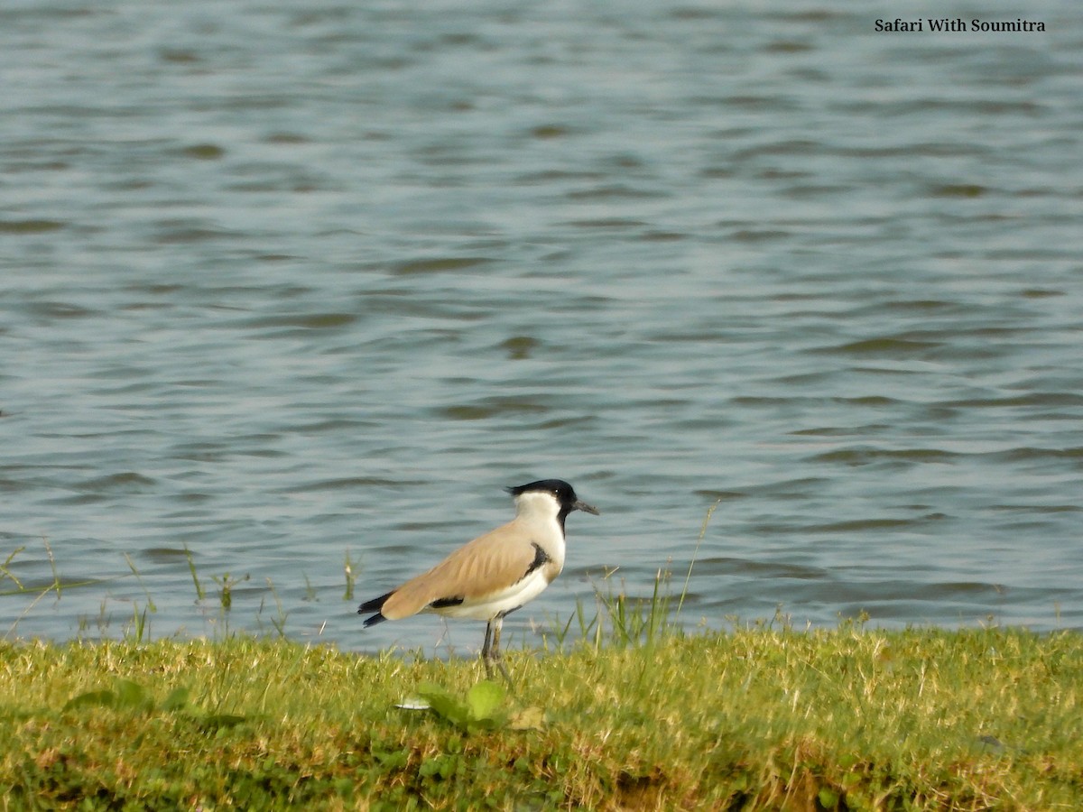 River Lapwing - ML503323691