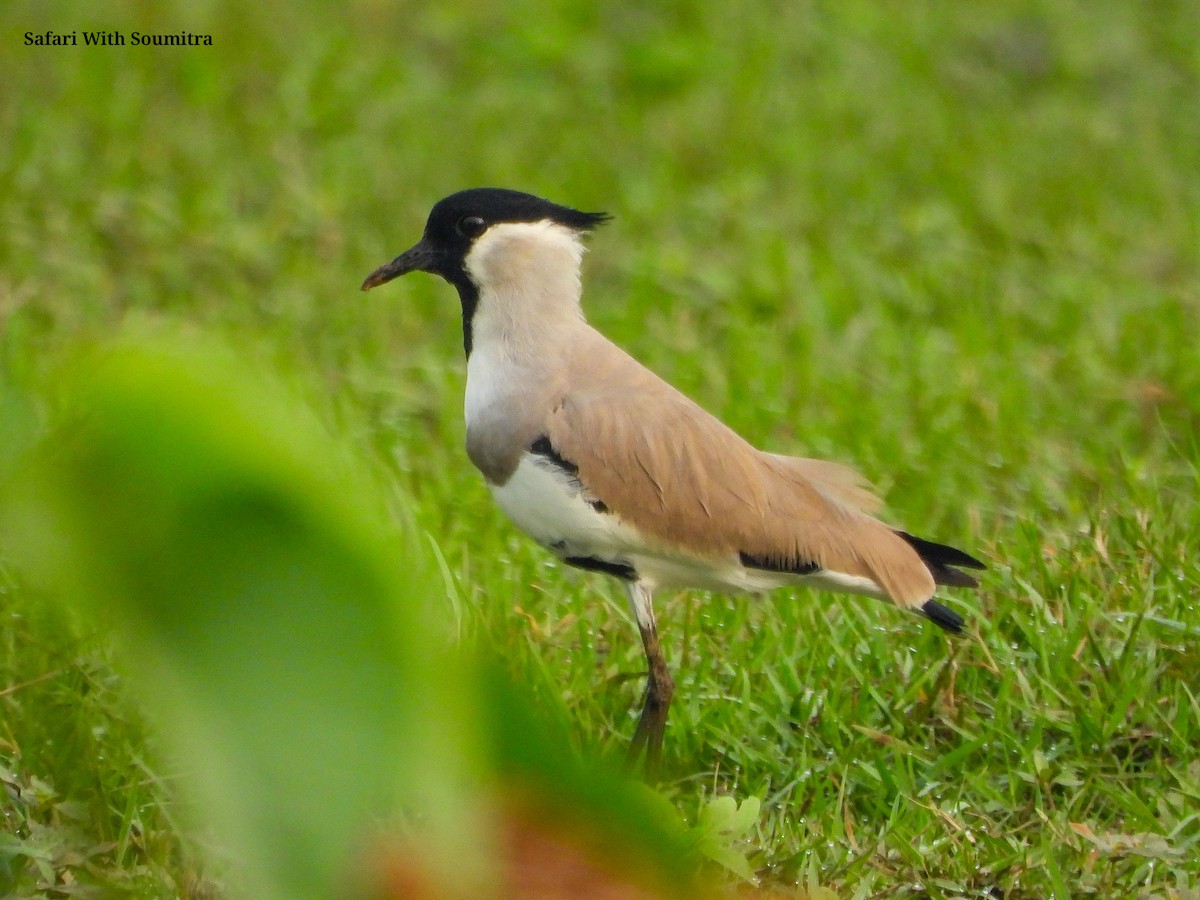 River Lapwing - ML503323721