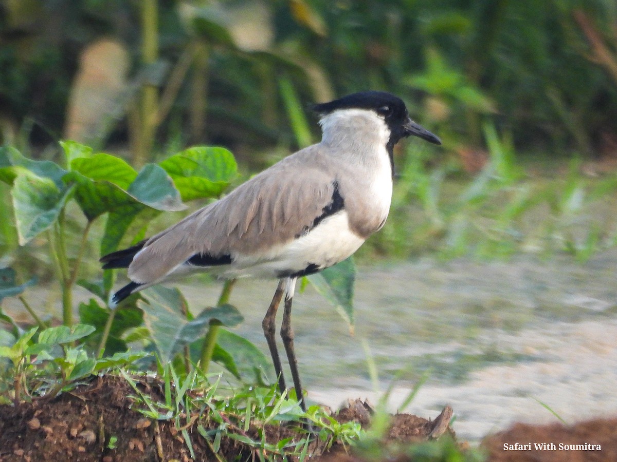 River Lapwing - ML503323731