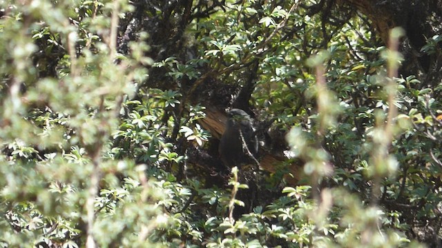 Puna Tapaculo - ML503327511