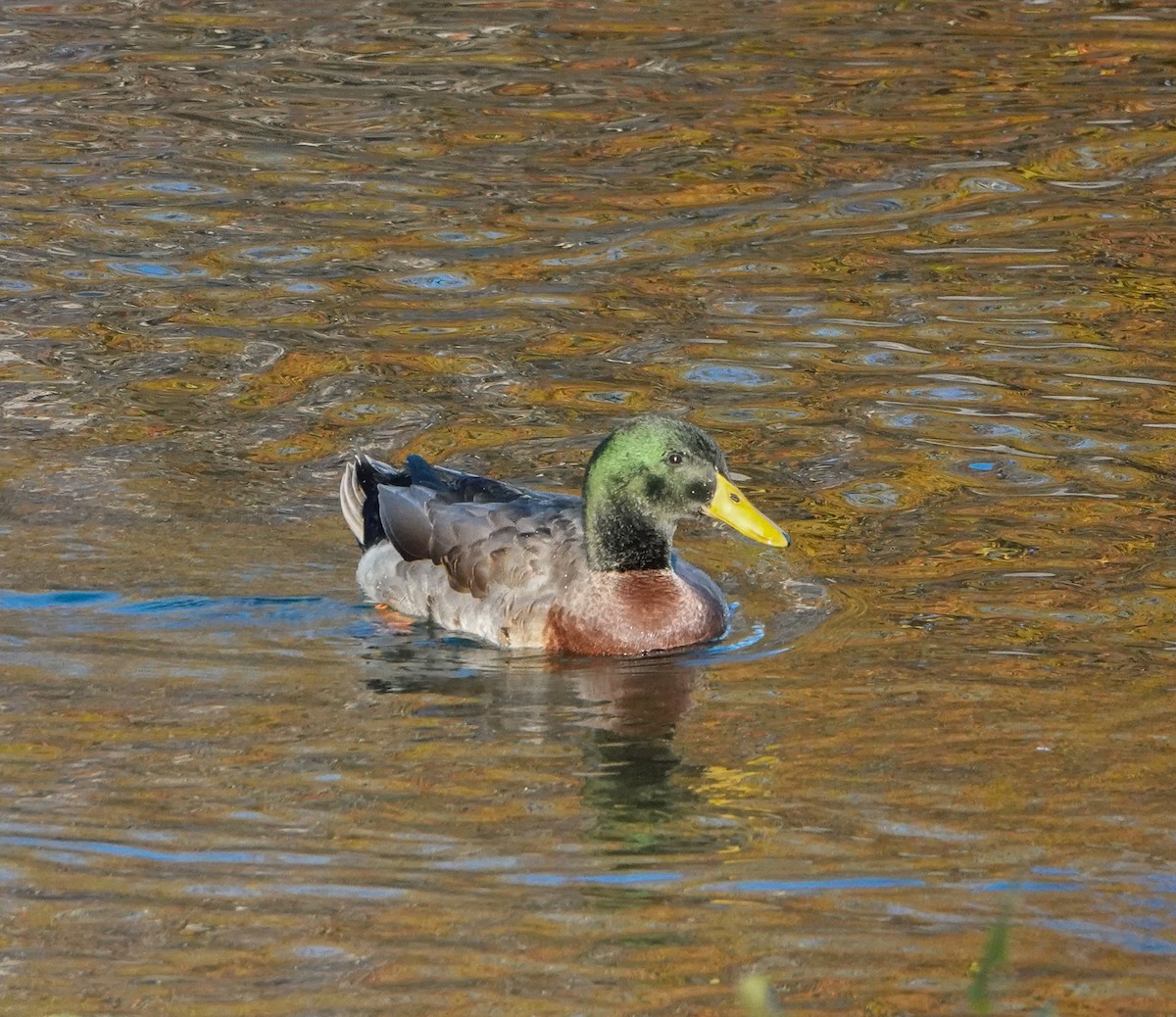 Mallard - Dave Hart