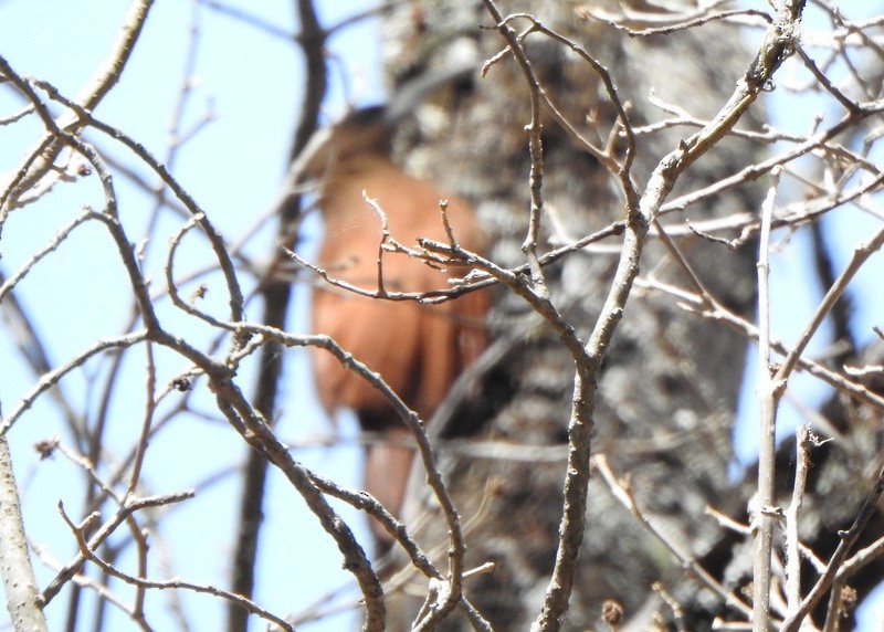 Great Rufous Woodcreeper - ML503327841