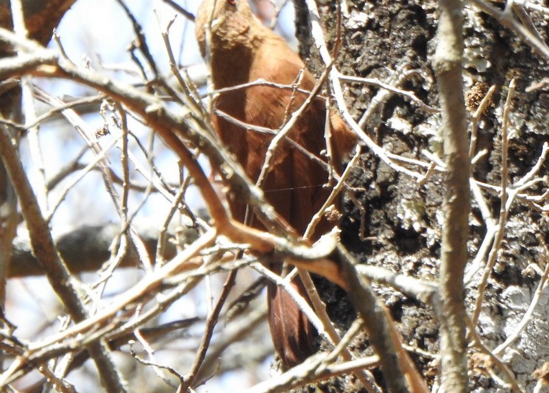 Great Rufous Woodcreeper - Andy Frank