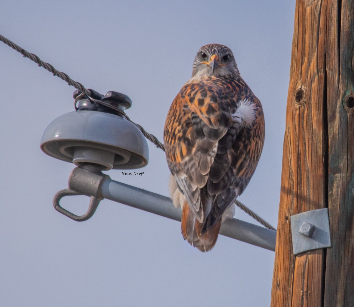 Ferruginous Hawk - ML503329891