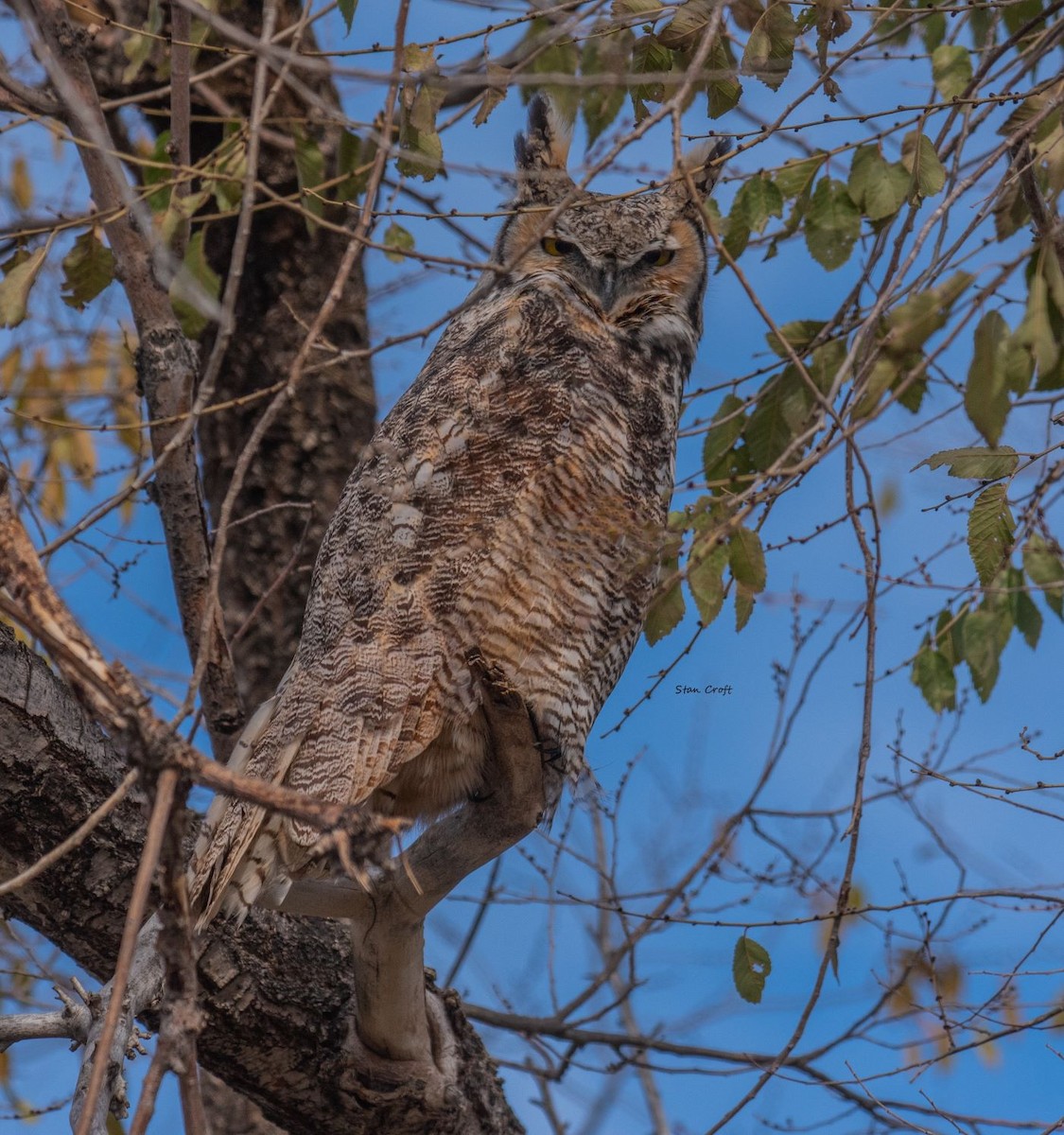 Great Horned Owl - ML503330411