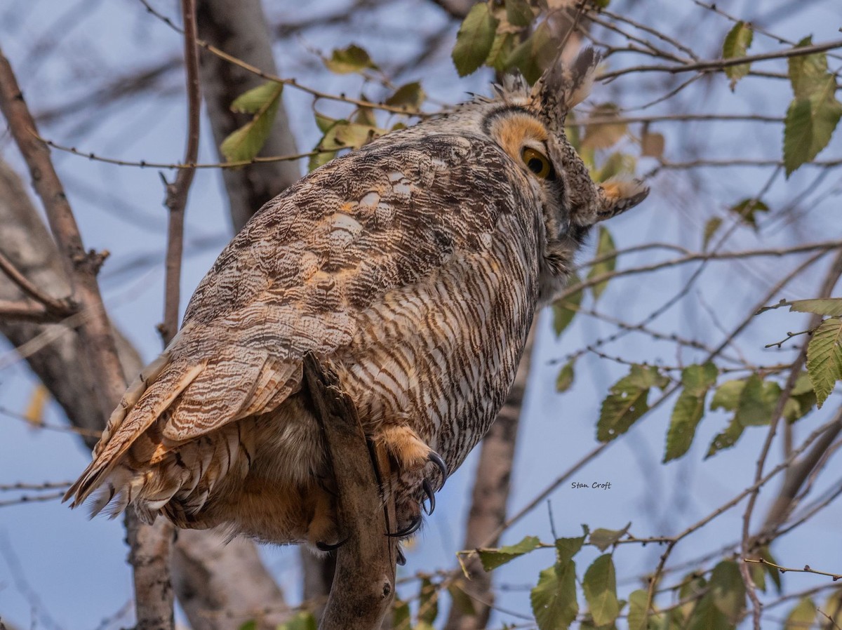 Great Horned Owl - ML503330421