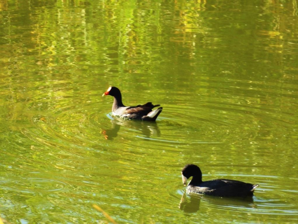 Common Gallinule - ML503331481