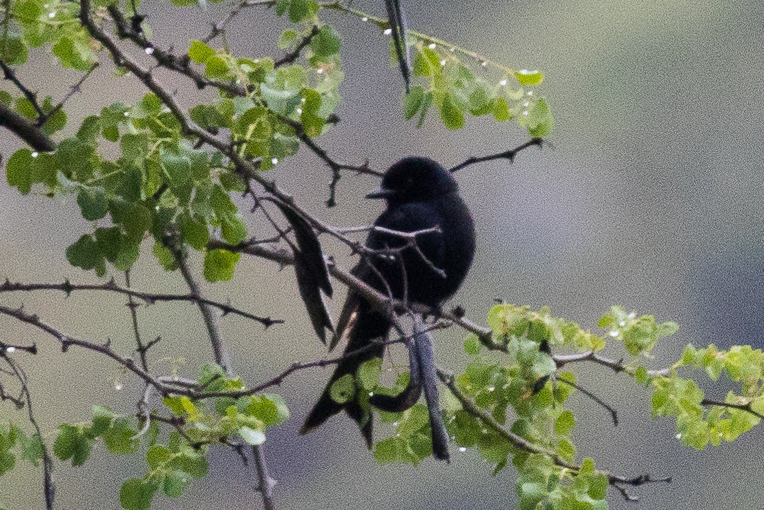 Fork-tailed Drongo (Clancey's) - ML503332111