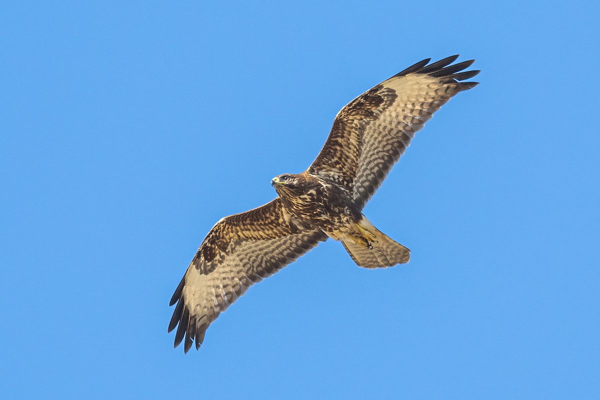 Common Buzzard - ML503332191