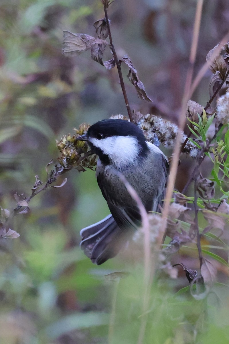 Black-capped Chickadee - ML503334521