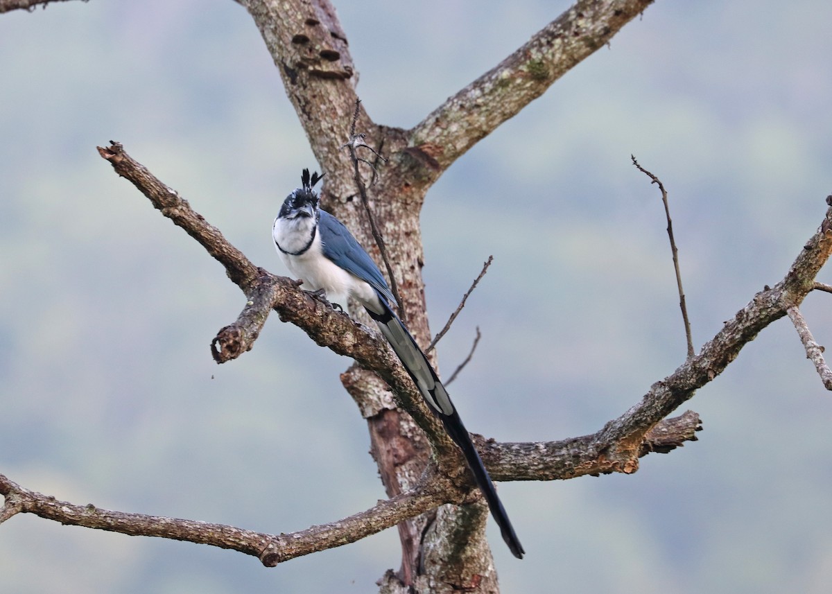 Black-throated x White-throated Magpie-Jay (hybrid) - ML503335151