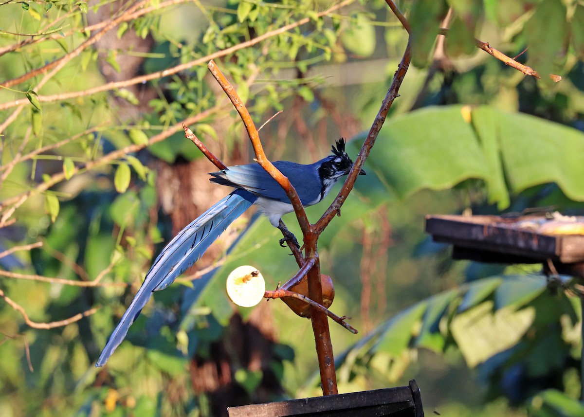 Black-throated x White-throated Magpie-Jay (hybrid) - ML503335161