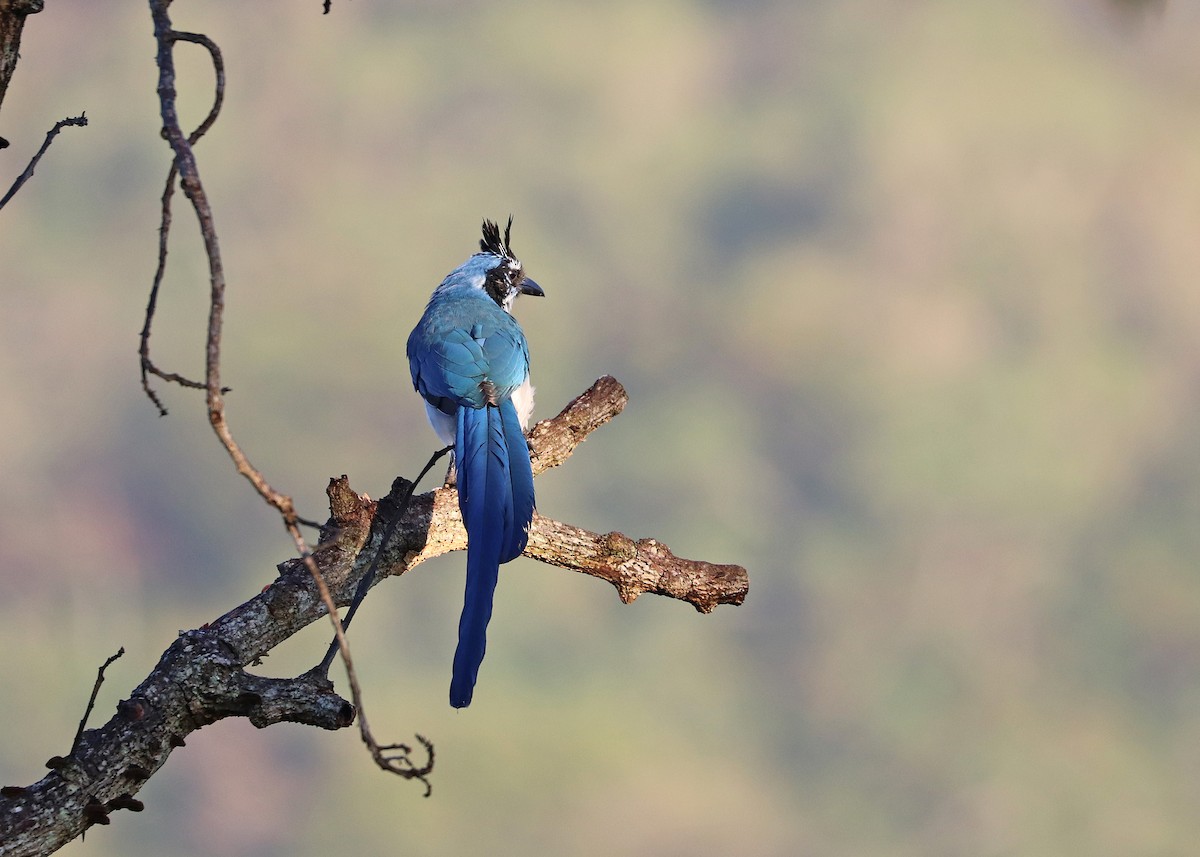 Black-throated x White-throated Magpie-Jay (hybrid) - ML503335171