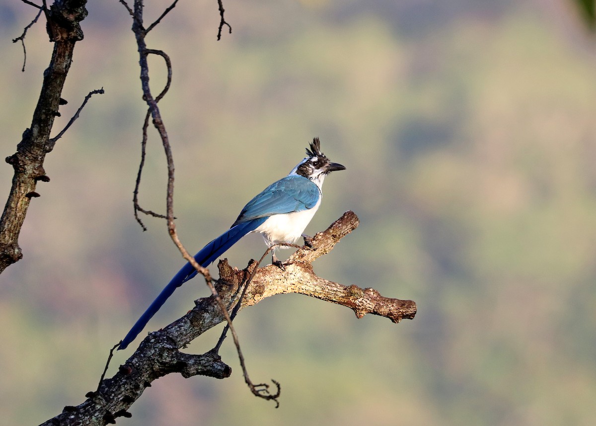 Black-throated x White-throated Magpie-Jay (hybrid) - ML503335191