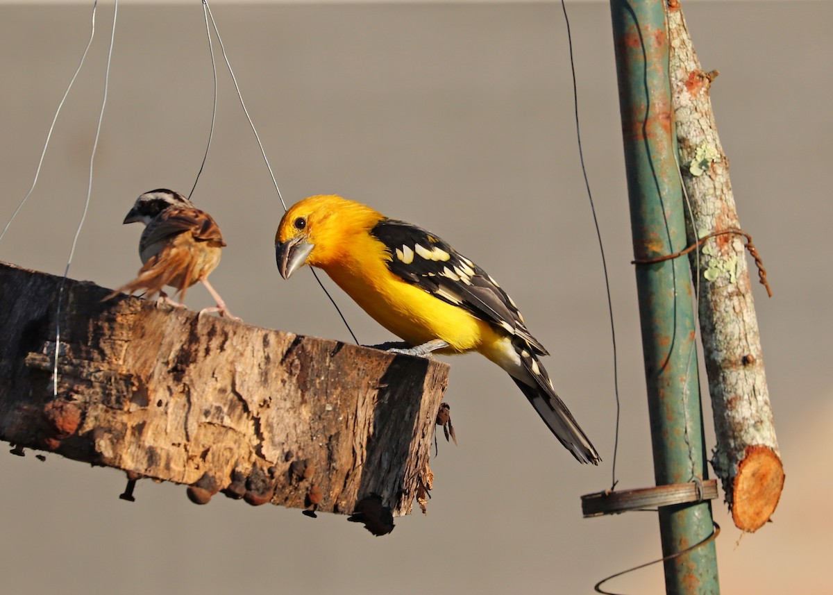 Cardinal jaune (chrysopeplus/dilutus) - ML503336241