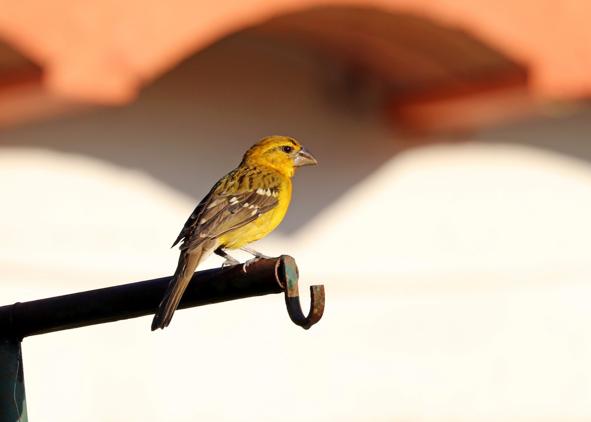 Cardinal jaune (chrysopeplus/dilutus) - ML503336261