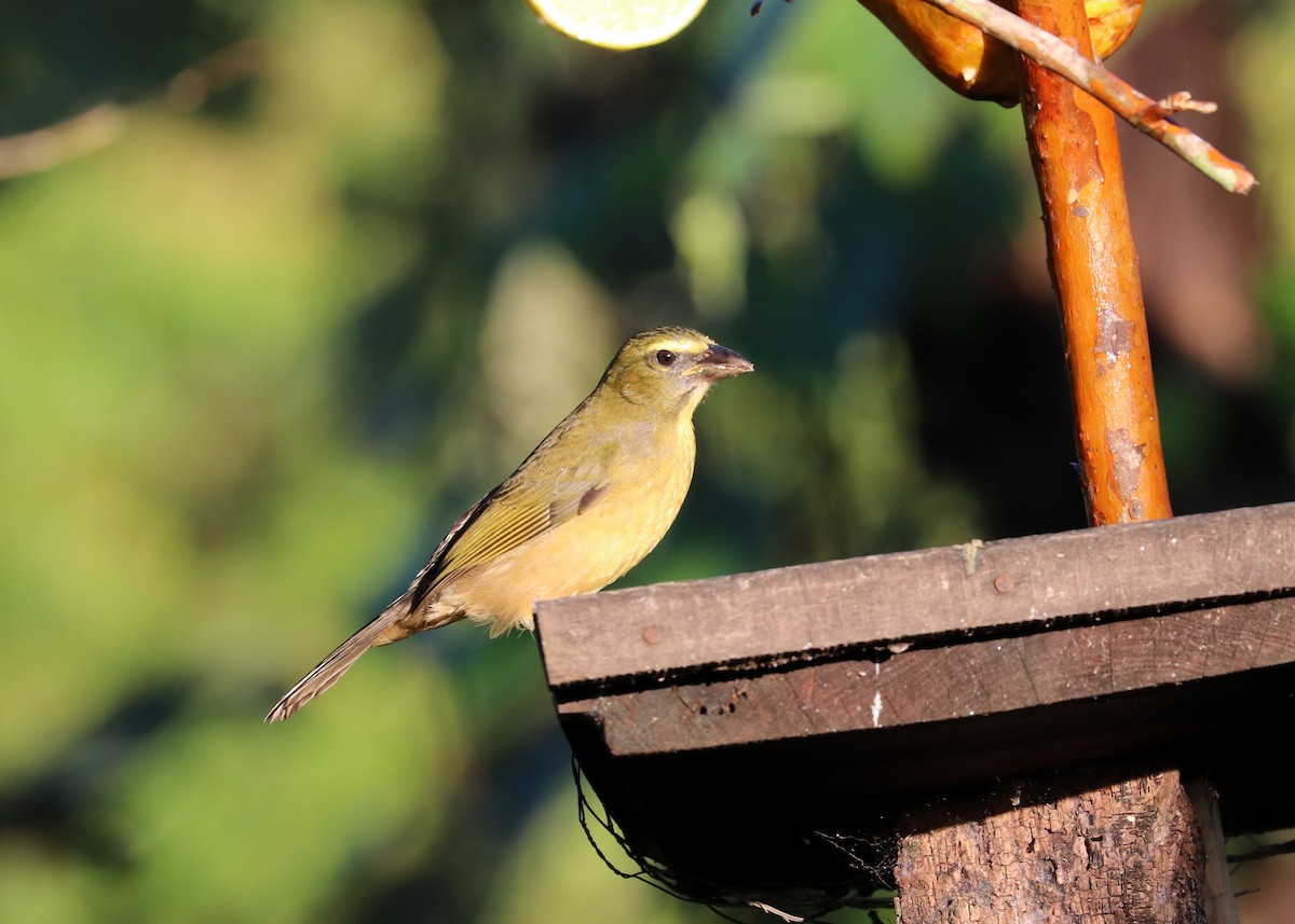Cinnamon-bellied Saltator - ML503336291