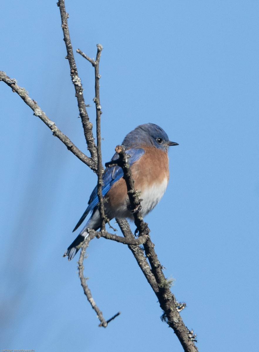 Eastern Bluebird - ML503336871