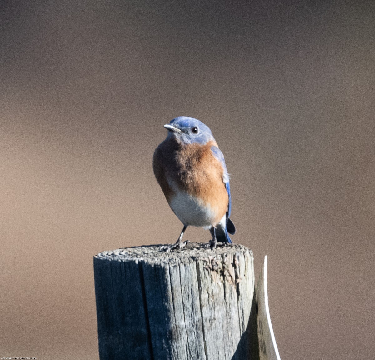 Eastern Bluebird - ML503336881