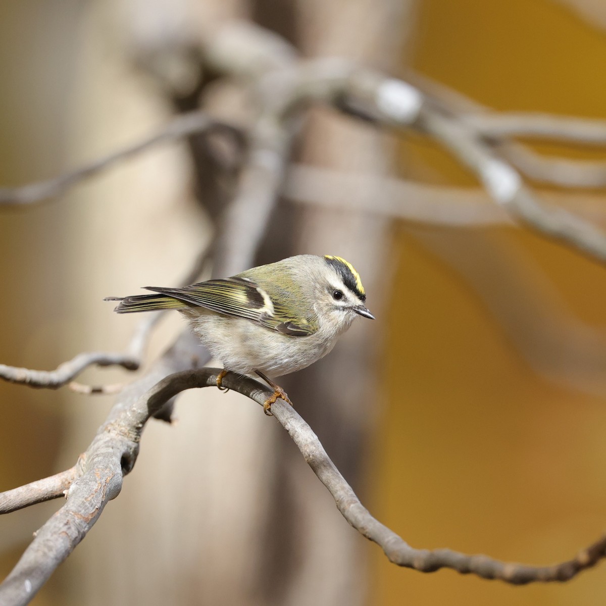 Golden-crowned Kinglet - ML503338141