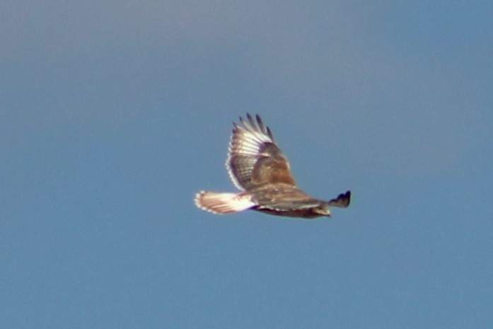 Ferruginous Hawk - ML503339521