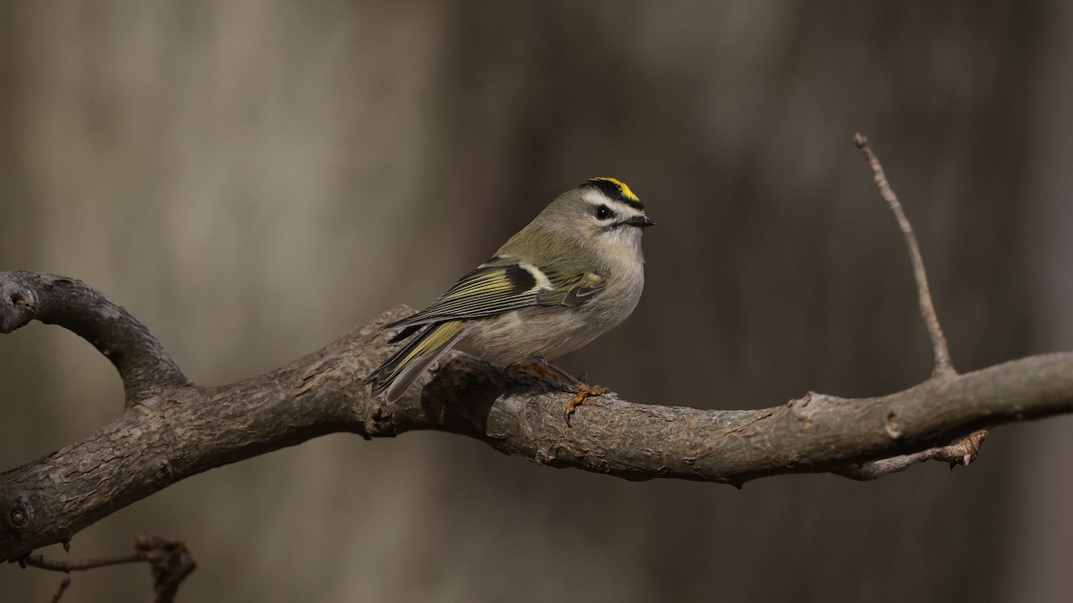 Golden-crowned Kinglet - ML503339791