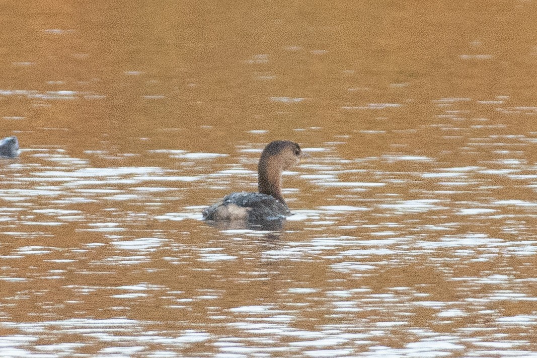 Pied-billed Grebe - ML503340531