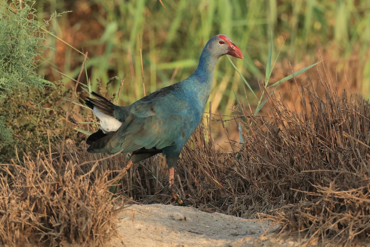 Gray-headed Swamphen - Peter Christiaen