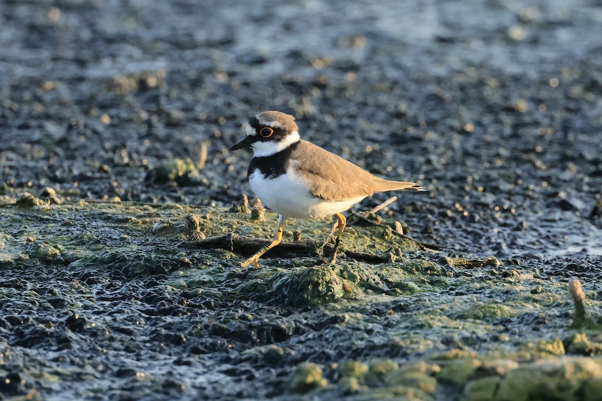 Little Ringed Plover - ML503341231