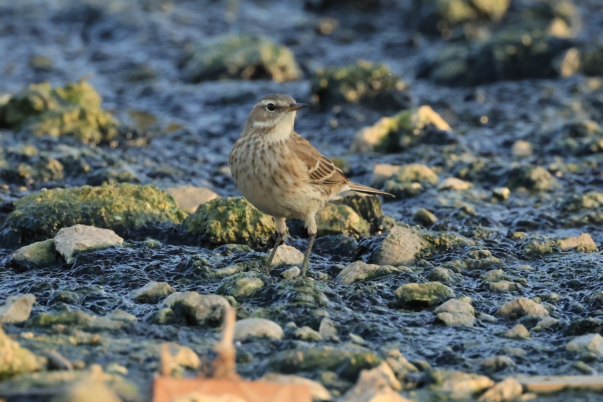 Water Pipit - Peter Christiaen