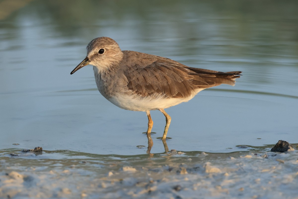 Temminck's Stint - Peter Christiaen