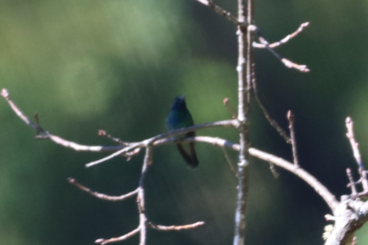 kolibřík zelený - ML503341541