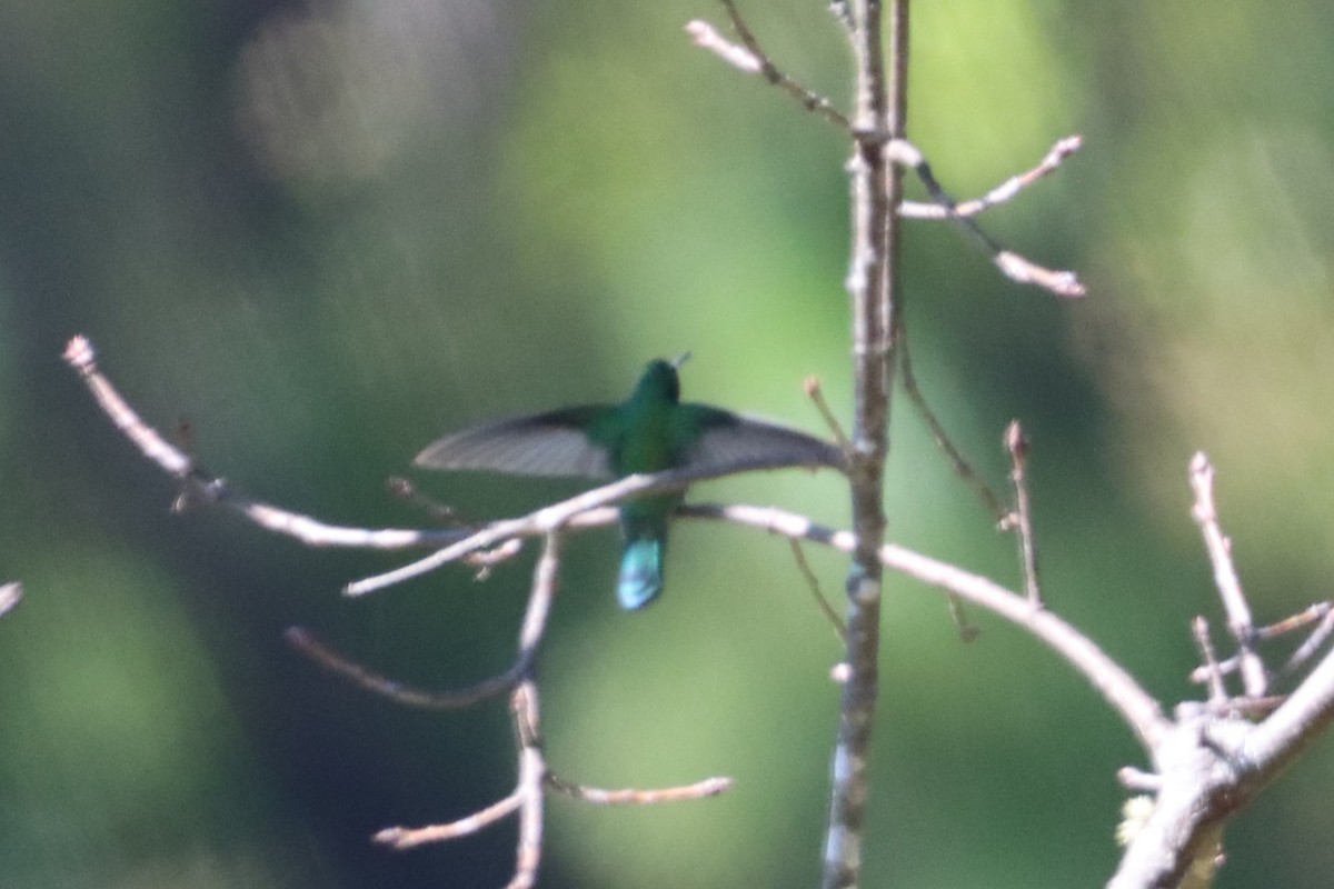 kolibřík zelený - ML503341551