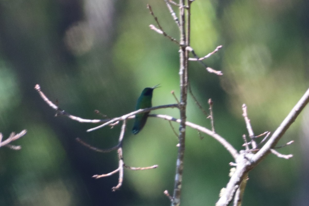 kolibřík zelený - ML503341561