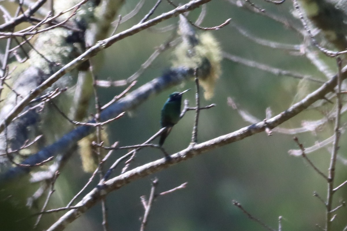 kolibřík zelený - ML503341571
